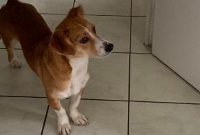 Disappearance alert Dog miscegenation Female , 23 years Lyon France