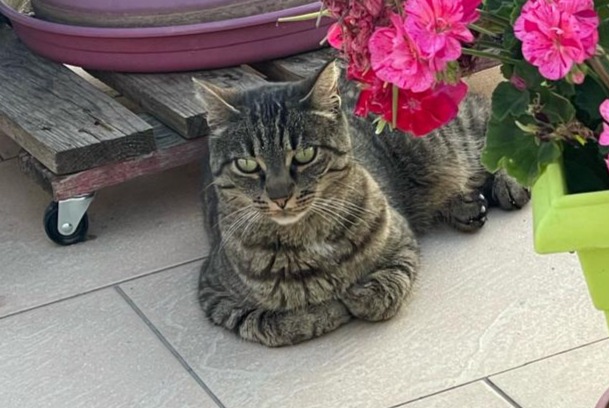 Disappearance alert Cat Female , 7 years Huisseau-sur-Cosson France