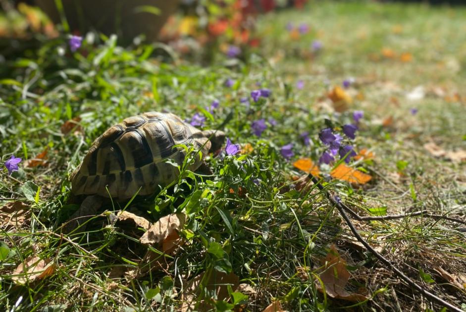 Disappearance alert Tortoise Female , 2024 years Martigny Switzerland