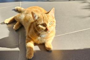 Disappearance alert Cat Male , 1 years Braives Belgium