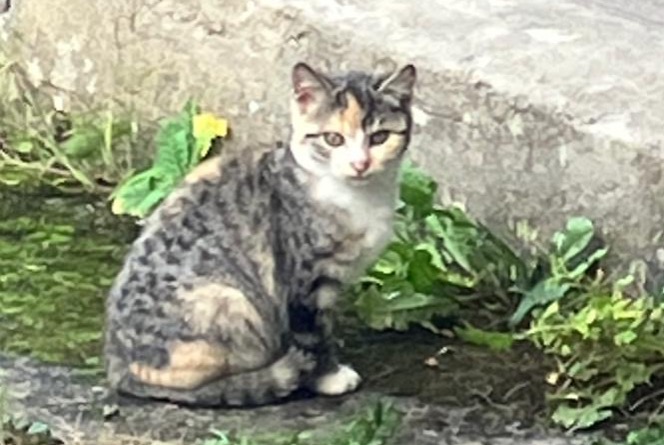 Discovery alert Cat Unknown , Between 4 and 6 months Faoug Switzerland