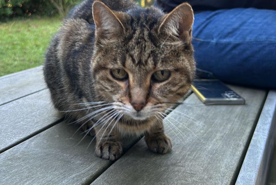 Discovery alert Cat Unknown Biarritz France