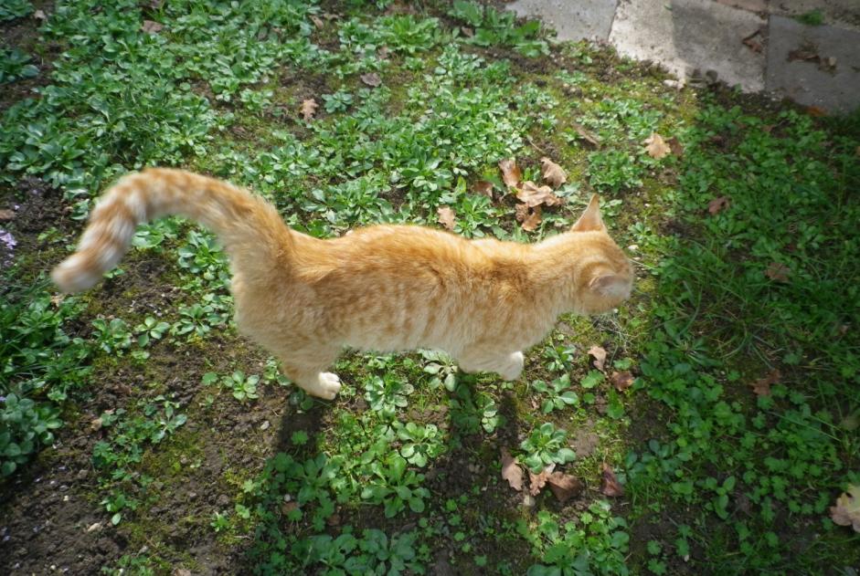 Discovery alert Cat Male Briord France