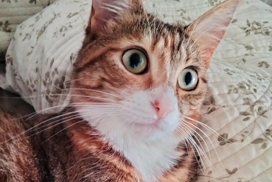 Disappearance alert Cat Female , 1 years Massy France