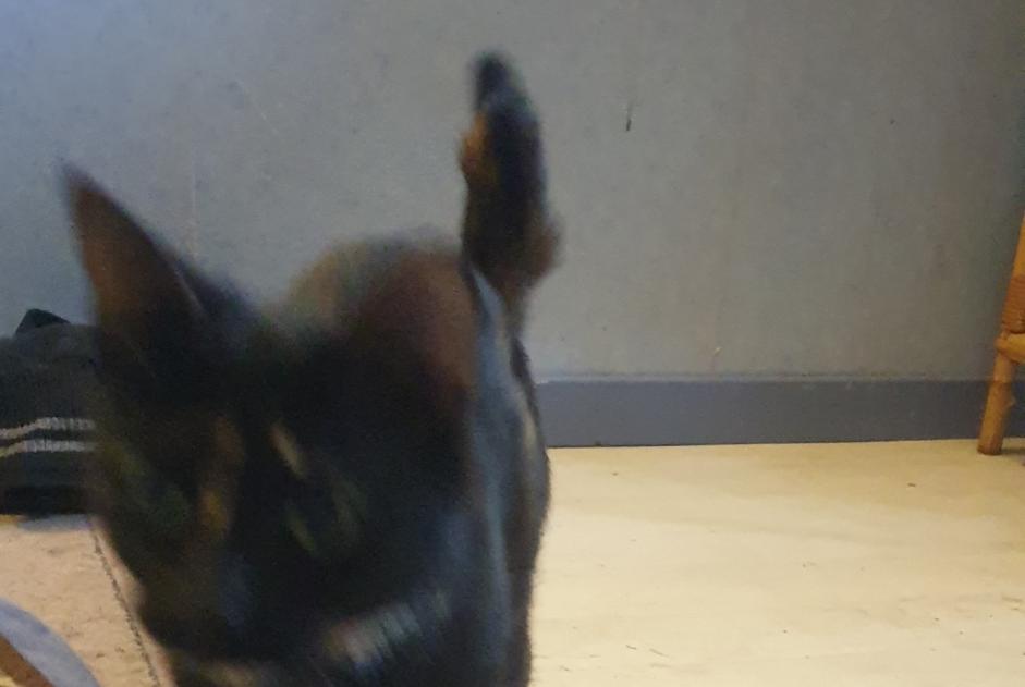 Discovery alert Cat Female , 1 year Juvardeil France