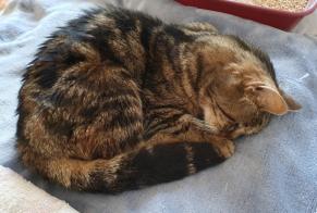 Discovery alert Cat Female Rilly-la-Montagne France