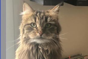 Disappearance alert Cat  Female , 4 years Lausanne Switzerland