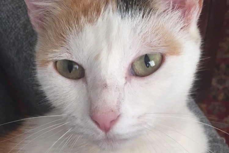 Disappearance alert Cat  Female , 12 years Grosseto-Prugna France