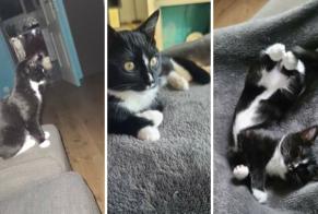 Disappearance alert Cat Female , 0 years Noisy-le-Roi France