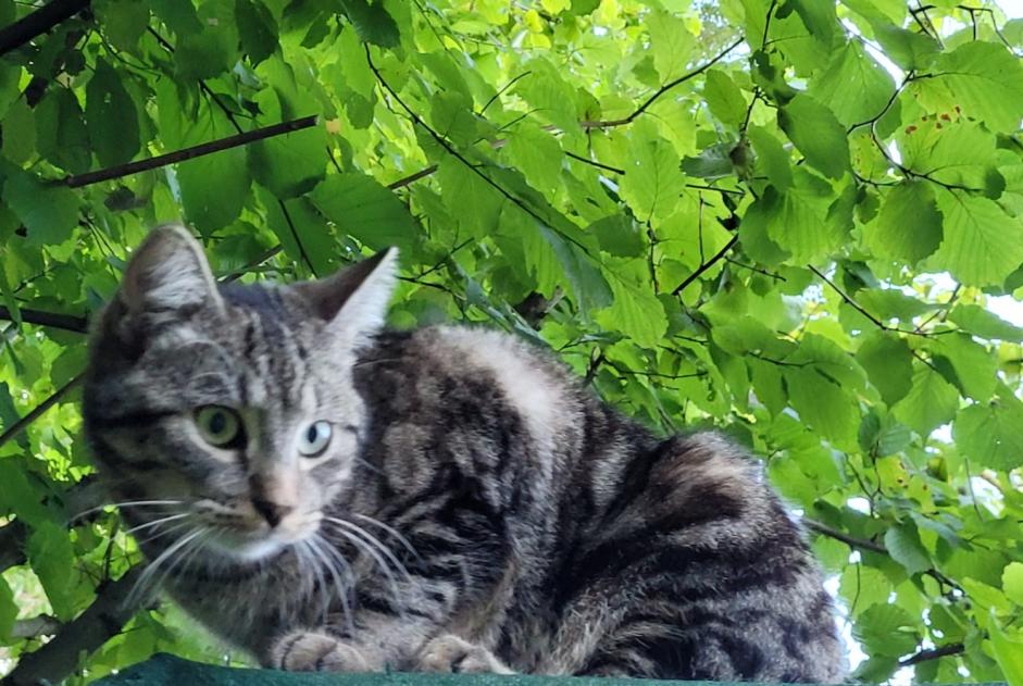 Disappearance alert Cat miscegenation Male , 1 years Ottignies-Louvain-la-Neuve Belgium