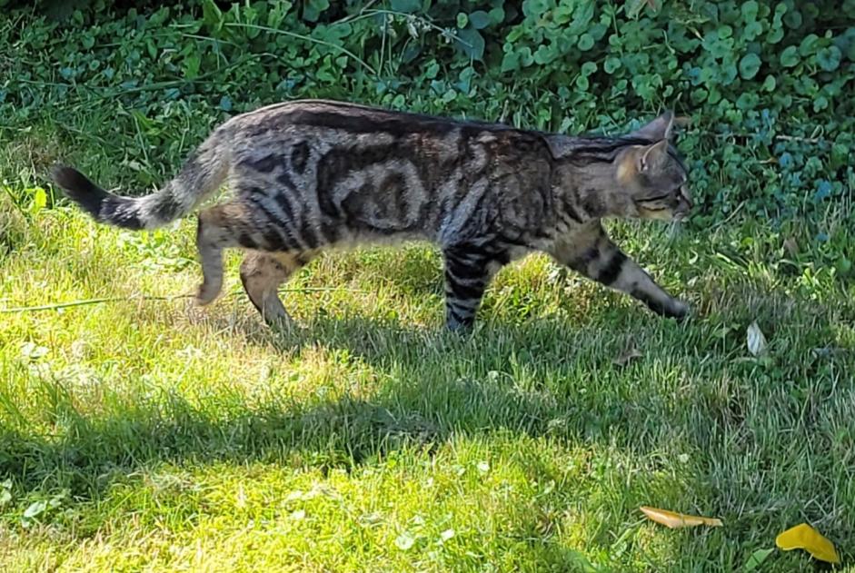 Disappearance alert Cat miscegenation Male , 2 years Ottignies-Louvain-la-Neuve Belgium