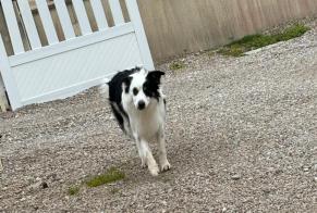 Discovery alert Dog  Male Surtainville France