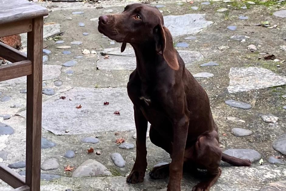 Discovery alert Dog  Male , 1 year Larressingle France