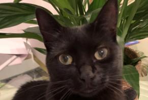 Disappearance alert Cat  Female , 1 years Saint-Orens-de-Gameville France