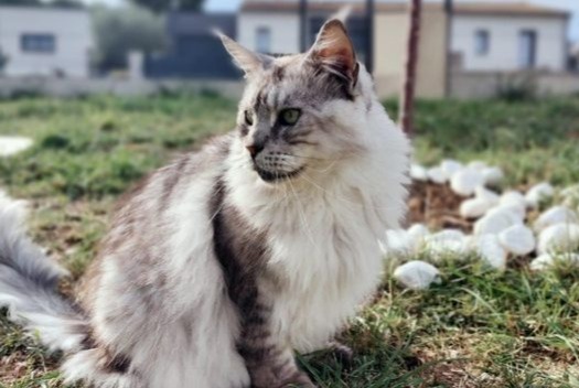 Disappearance alert Cat  Male , 6 years Angoulême France