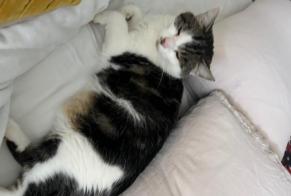 Discovery alert Cat miscegenation Female Besançon France