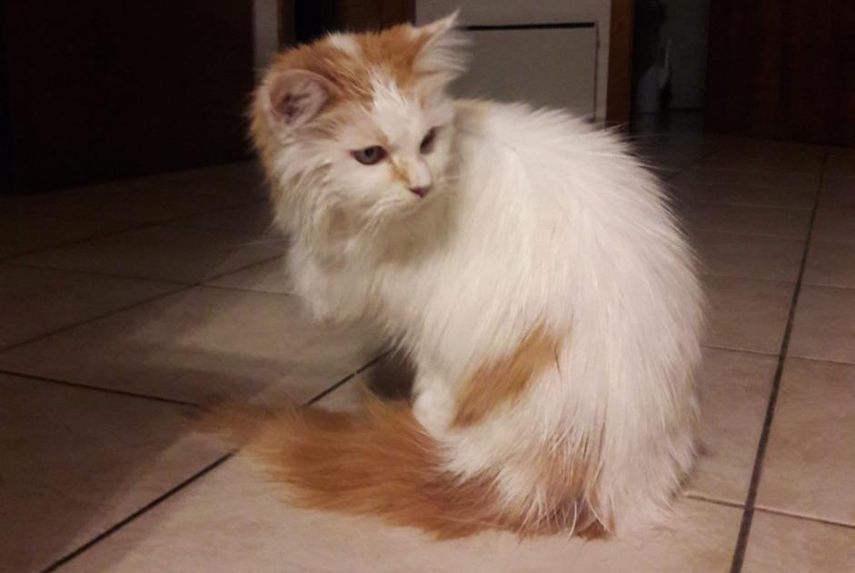 Disappearance alert Cat Female , 16 years Savièse Switzerland