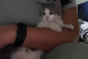 Discovery alert Cat Female Livry-Gargan France