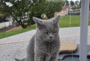 Disappearance alert Cat  Female , 10 years Andoins France