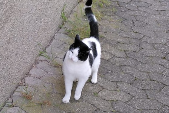 Disappearance alert Cat Male , 12 years Morges Switzerland