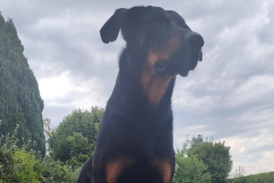 Disappearance alert Dog  Male , 3 years Melun France