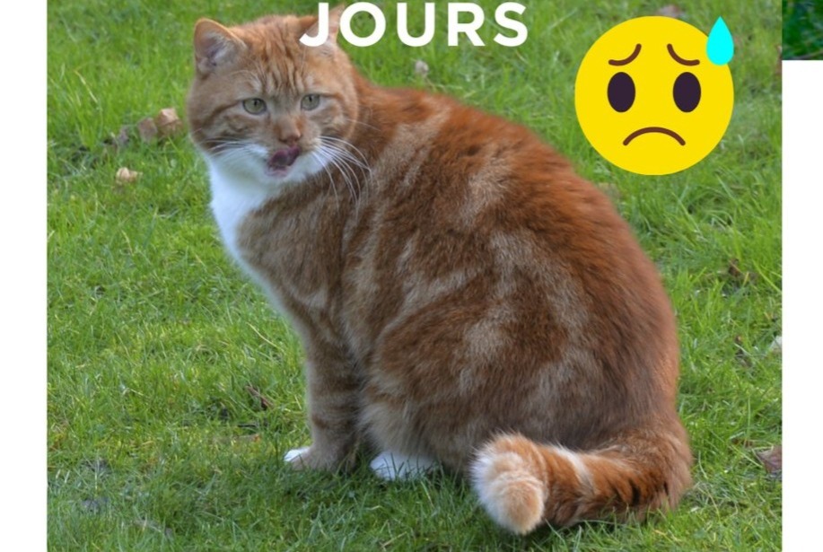 Disappearance alert Cat miscegenation Male , 13 years Rhode-Saint-Genèse Belgium