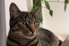 Disappearance alert Cat Male , 1 years Henniez Switzerland