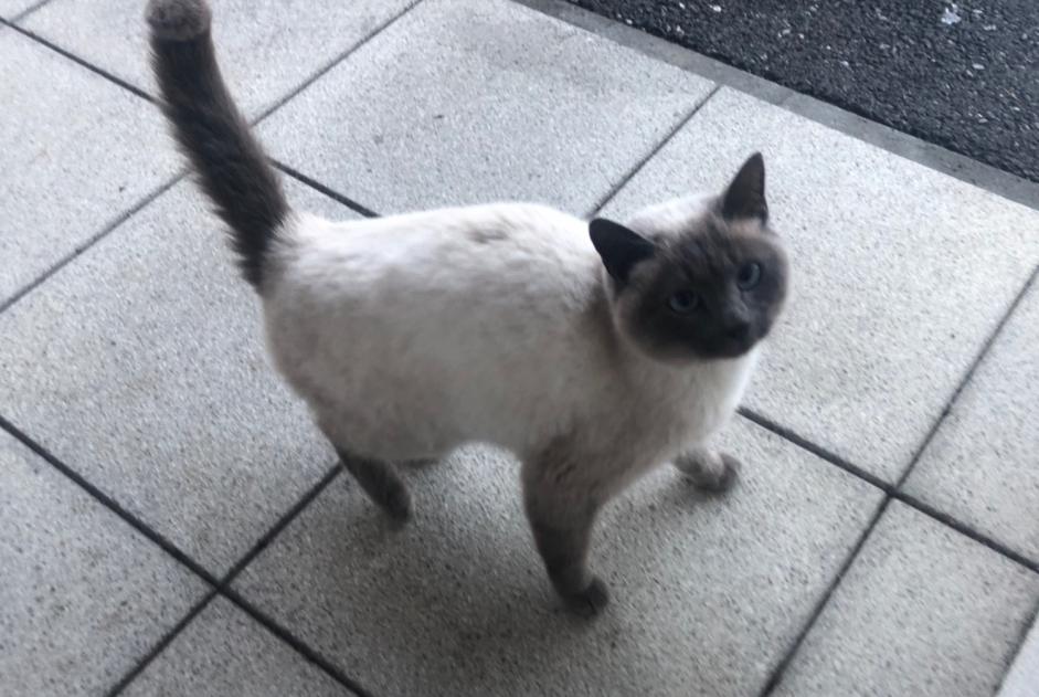 Discovery alert Cat Unknown Hauterive Switzerland