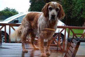 Disappearance alert Dog  Male , 11 years Muneville-le-Bingard France