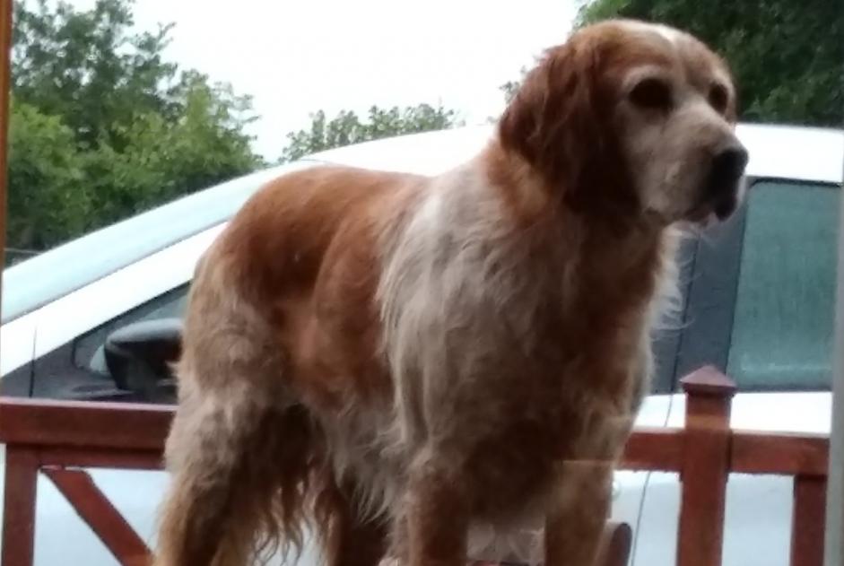 Disappearance alert Dog  Male , 11 years Muneville-le-Bingard France