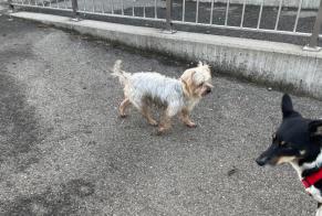 Discovery alert Dog  Male Bas-Intyamon Switzerland