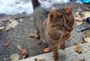 Discovery alert Cat Unknown Martigny-Combe Switzerland