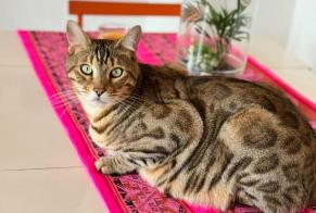 Disappearance alert Cat  Male , 3 years Solliès-Toucas France