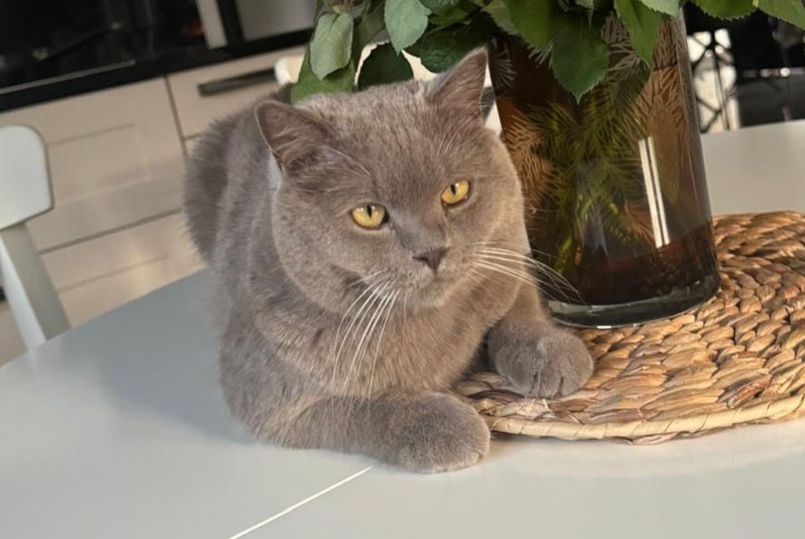 Disappearance alert Cat  Male , 1 years Sion Switzerland