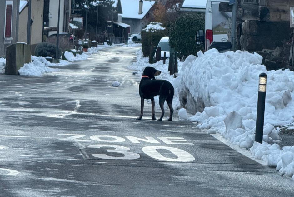 Discovery alert Dog Unknown Fully Switzerland