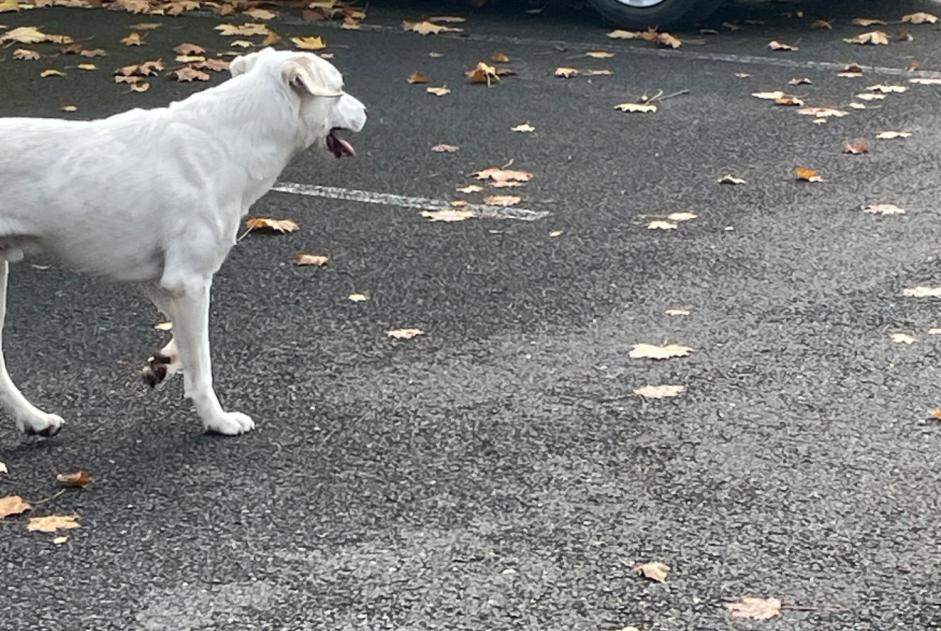 Discovery alert Dog  Male Angoulême France