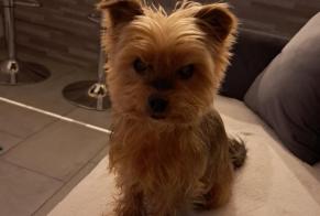 Disappearance alert Dog  Male , 14 years Béziers France