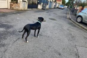 Discovery alert Dog Male Palaiseau France