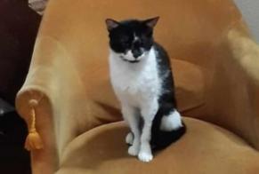 Disappearance alert Cat Male , 2 years Beauzelle France