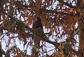 Discovery alert Bird Unknown Villiers-en-Désœuvre France