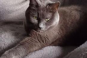 Disappearance alert Cat  Male , 12 years Sassenage France