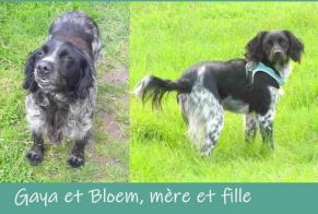 Disappearance alert Dog  Female , 5 years Comines-Warneton Belgium