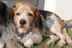 Disappearance alert Dog miscegenation Male , 17 years Francheville France