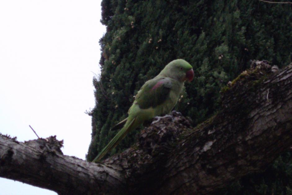 Disappearance alert Bird Female , 2025 years Mons France