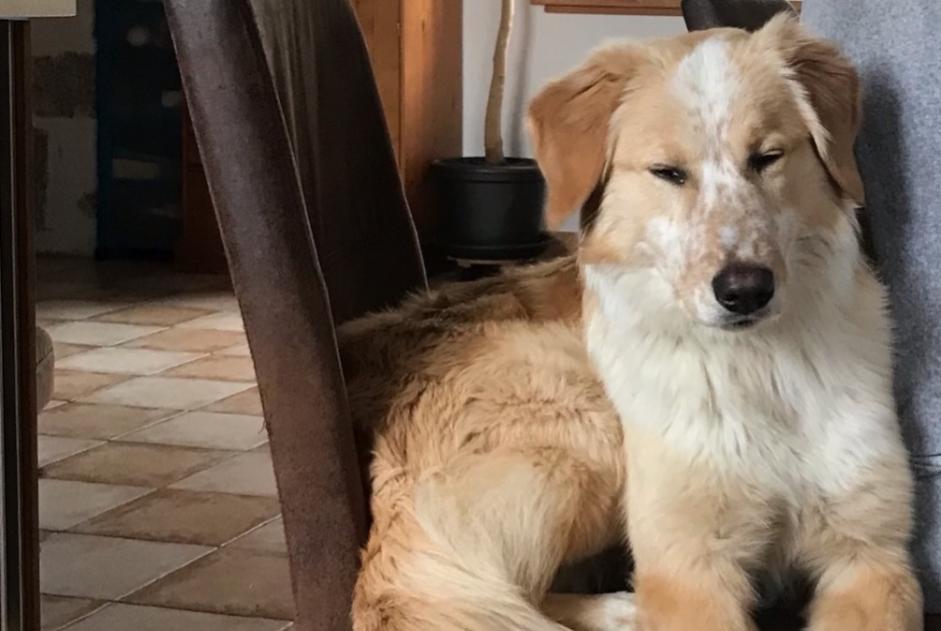 Disappearance alert Dog miscegenation Female , 1 years Saint-Agrève France