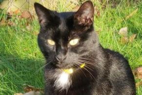 Disappearance alert Cat miscegenation Male , 6 years Champcevinel France