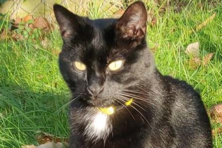 Disappearance alert Cat miscegenation Male , 6 years Champcevinel France