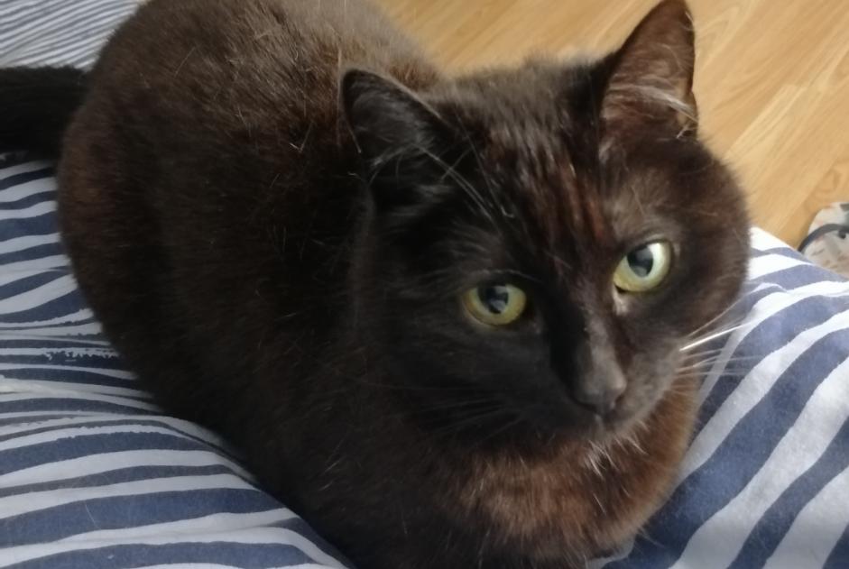 Disappearance alert Cat Female , 5 years Thuin Belgium