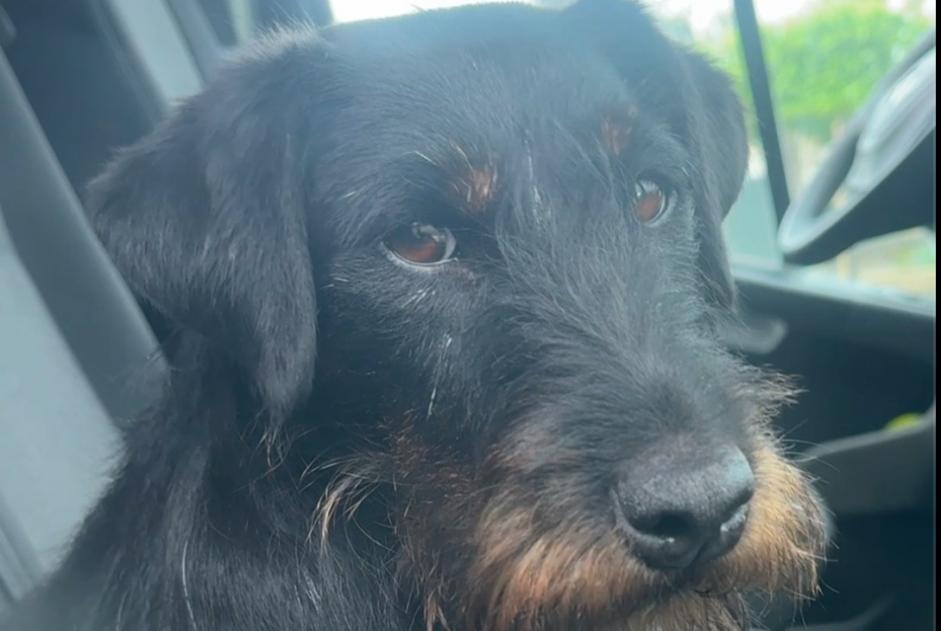 Disappearance alert Dog  Female , 3 years Frasnes-lez-Anvaing Belgium