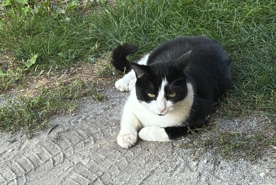 Disappearance alert Cat miscegenation Male , 2 years Sierre Switzerland